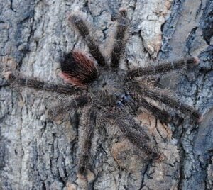 Avicularia urticans-Peruvian Giant Pink Toe 1.5"