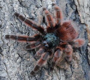 Caribena(=Avicularia) versicolor-Antilles Pink Toe .75"