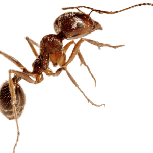 Animals | Ants | Colonies and Queens