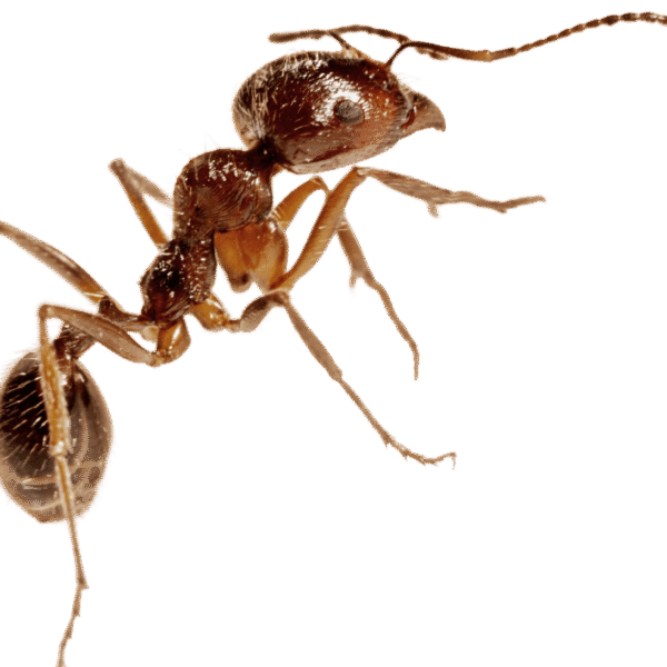Animals | Ants | Colonies and Queens