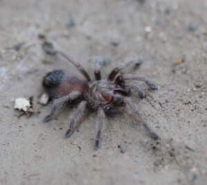 Aphonopelma iodius-Salt Lake City Brown .5"