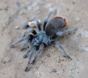 Aphonopelma marxi-Grand Canyon Black 1"