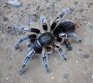 Aphonopelma seemanni-Zebra Leg 4" Females