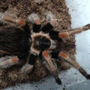 Brachypelma baumgarteni-Mexican Orange Beauty 1"+