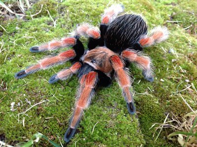 Brachypelma boehmei-Mexican Fire Leg .5"