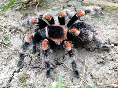 Brachypelma hamorii (=smithi)-Mexican Red Knee .5-.66"