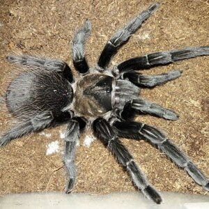 Brachypelma verdezi-Mexican Rose Grey .75"