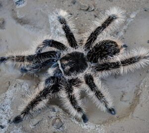 Brachypelma albopilosum-Nicaraguan Curly Hair .5-.75"