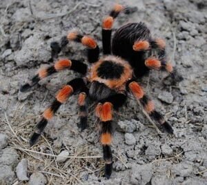 Brachypelma smithi (annitha variant)-.75" Acapulco Red Knee