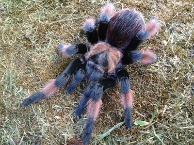 Brachypelma emilia-Mexican Red Leg 1.25"+ showing color