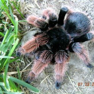 Brachypelma klaasi-Mexican Pink 1"+