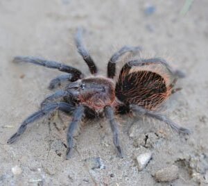 Brachypelma sabulosum-Guatemalan Red Rump 1.75" Juvenile