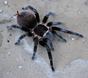 Brachypelma vagans-Mexican Red Rump 1.25"