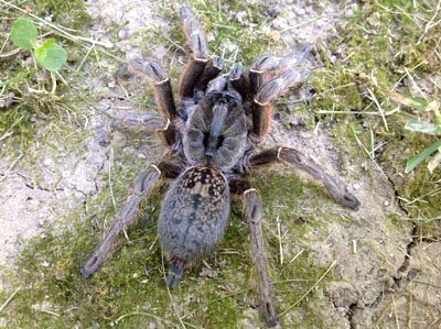 Ceratogyrus darlingi-Rear Horned Baboon .5"