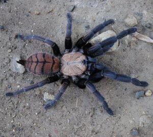 Chilobrachys fimbriatus-Indian Violet 1"