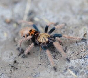 Chromatopelma cyaneopubescens-Greenbottle Blue .75"