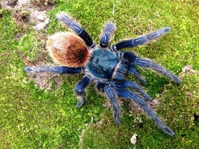 Chromatopelma cyaneopubescens-Greenbottle Blue 4" Mature Male