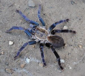 Cyriopagopus lividum-Cobalt Blue 1.5-1.75" CB