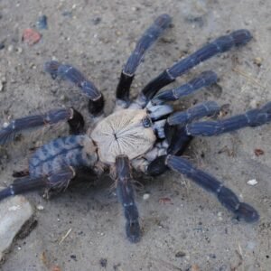 Cyriopagopus sp/Omothymus Hati Hati Purple 1"