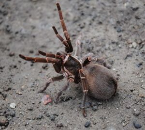 Cyrtophilus portoricae-Puerto Rican Pygmy .33-.5"