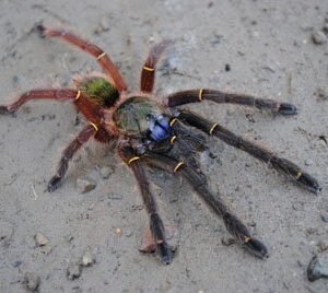 Ephebopus cyanognathus-French Guyana Blue Fang .75"