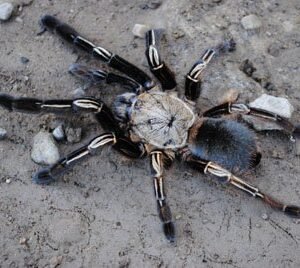 Ephebopus murinus-French Guyana Skeleton 2"