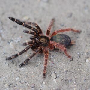 Ephebopus rufescens: Burgundy Skeleton-.75-1"