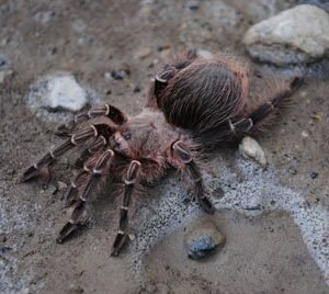 Eupalaestrus campestratus-Pink Zebra Beauty .66"