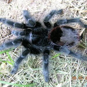 Grammostola actaeon-Brazilian Red Rump 2.25" Juvenile male