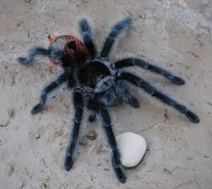 Grammostola iheringi-Entre Rios Red Rump 1.5-1.75"