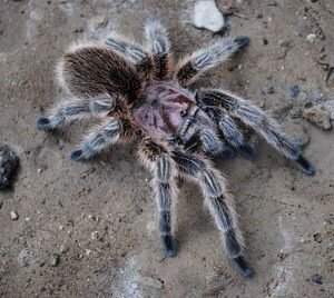 Grammostola rosea-Chilean Rose Hair Pink Variant .75"