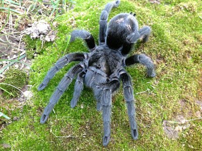 Grammostola pulchra-Brazilian Black 2"+