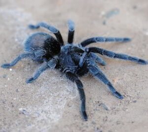 Grammostola pulchra-Brazilian Black .66-.75"to