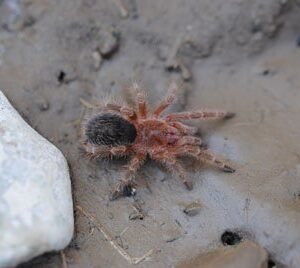 Grammostola pulchripes-Chaco Giant Golden Knee .5"