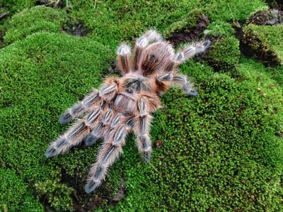 Grammostola sp Concepcion 4.5" Females