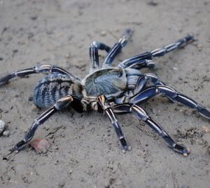 Haplopelma albostriatum-Thai Zebra 4" Female
