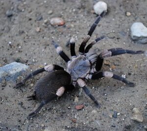 Haplocosmia himalayana-Himalayan Earth Tiger 1.5" Female