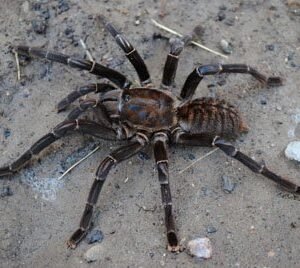 Cyriopagopus (=Haplopelma) vonwirthi-Vietnamese Tiger 4.5" Females