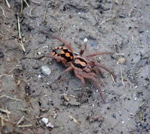 Hapalopus sp- Pumpkin Patch Small 2" Full Color