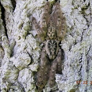 Heteroscodra maculata-Togo Starburst Baboon .5" 6 Lot