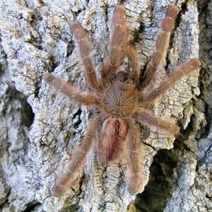 Iridopelma hirsutum-Amazon Ribbed Tree Spider .5"