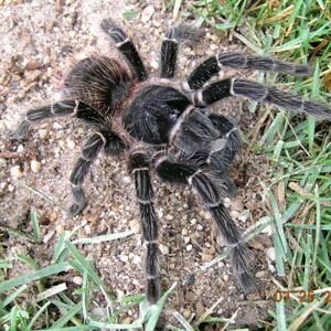 Lasiodora parahybana-Salmon Pink Birdeater 4.5" Female