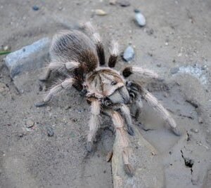 Lasiodorides polycuspulatus-Peruvian Giant Blond .75"