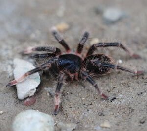 Megaphobema mesomelas-Costa Rican Red Leg 2" F