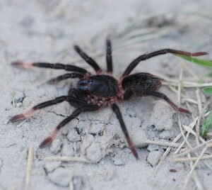 Megaphobema peterklaasi-Costa Rican Black Velvet 2"