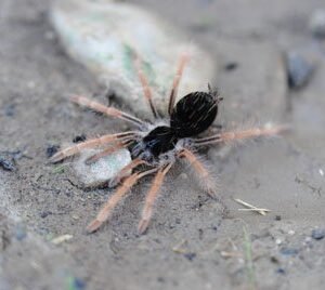 Megaphobema robustum-Colombian Giant Red Leg 2.5"+