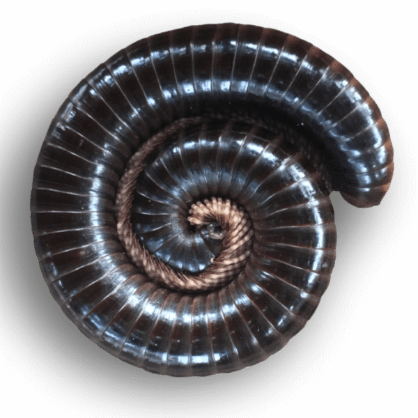 Other Inverts
