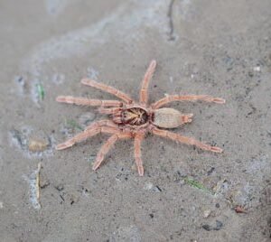 Neoholothele incei-Trinidad Olive Golden Form .75"