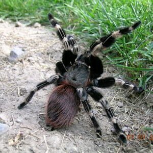 Nhandu chromatus-White Striped Birdeater 1.5"