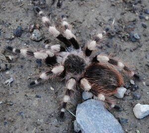 Nhandu coloratovillosus-Brazilian Black and White .75"